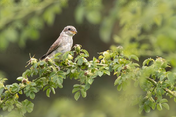 Red-backed shrike