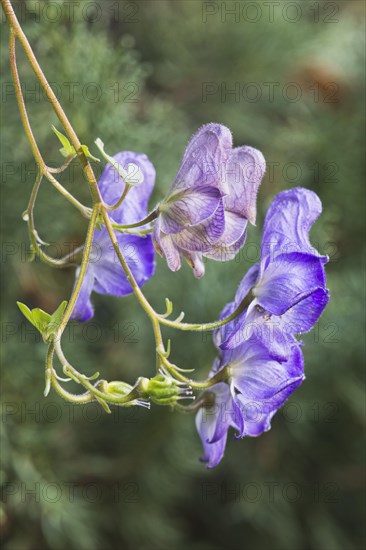 Winding aconite