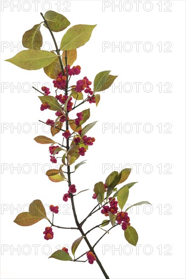 Flowers on spindle bush