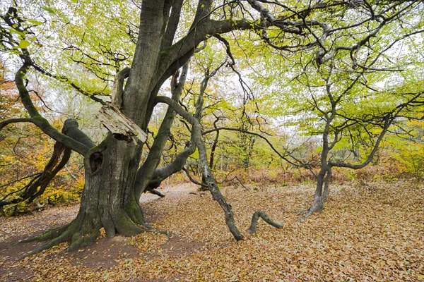 Huge overgrown common beech