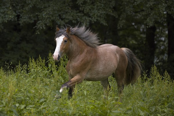 Young cold-blooded mix gelding galloping in the meadow