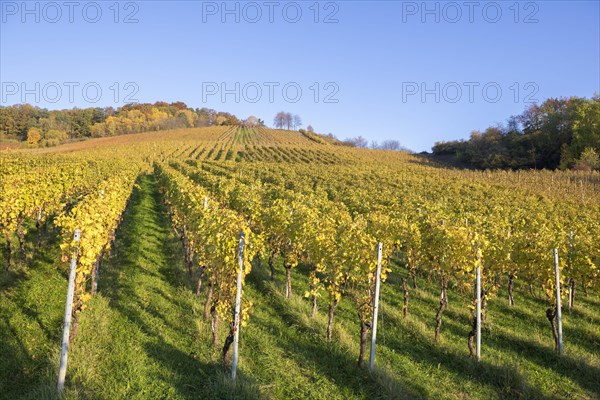 Vineyards in autumn near Korb in the Rems Valley
