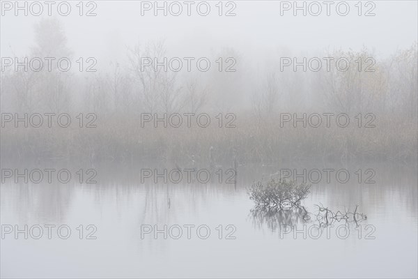 Fog in the Moor