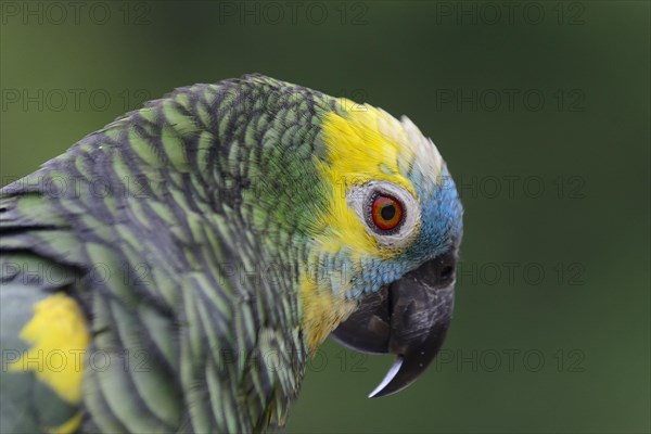 Blue-fronted amazon