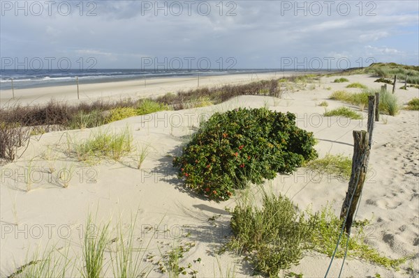 Dune landscape on the North Sea coast