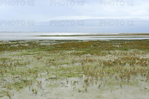 Salt marshes with glasswort