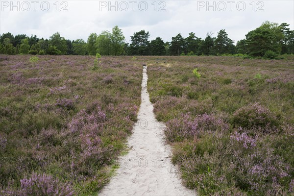 Flowering heath and hiking trail