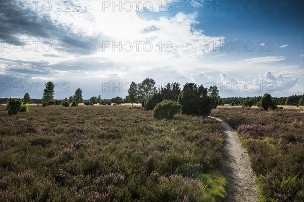 Flowering heath and juniper