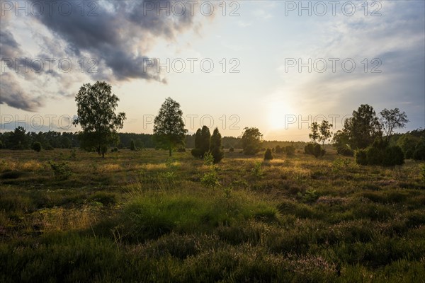 Flowering heath and juniper