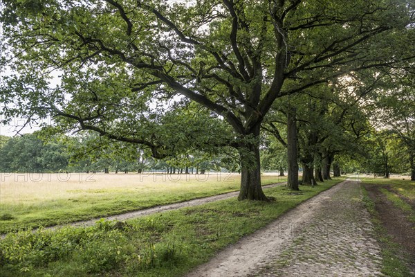 Avenue of trees with oaks and cobblestone road