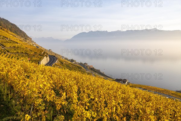 Vineyards in autumn near Epesses