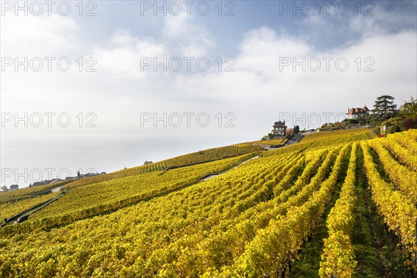 Vineyards in autumn near Chexbres