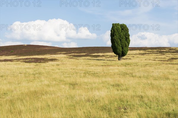 Flowering heath and juniper