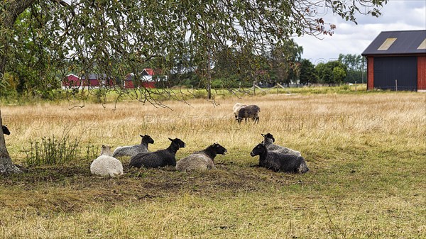 Gotland sheep