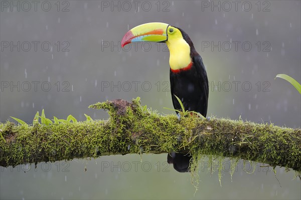 Fishing toucan also called Keel billed Toucan