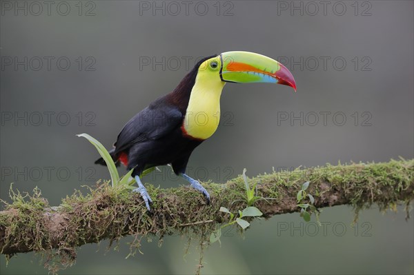 Fishing toucan also called Keel billed Toucan