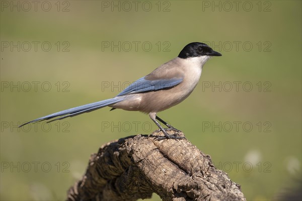 Azure-winged magpie