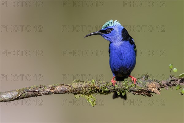Turquoise Honeycreeper or Red-footed Honeycreeper