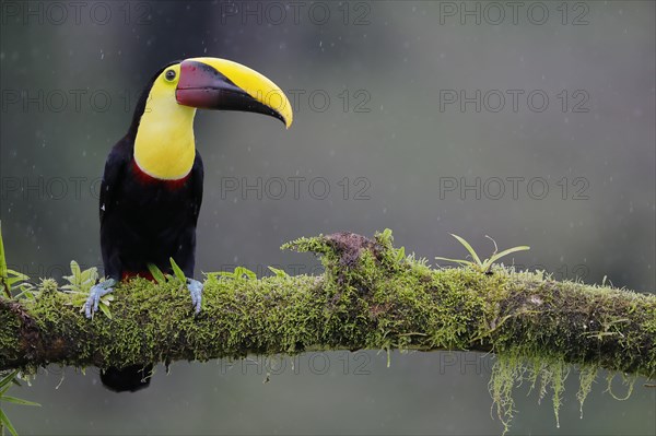 Swainson's toucan or Brown-backed toucan