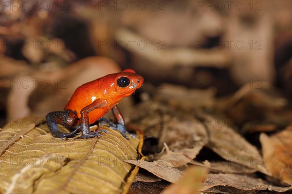 The strawberry poison-dart frog