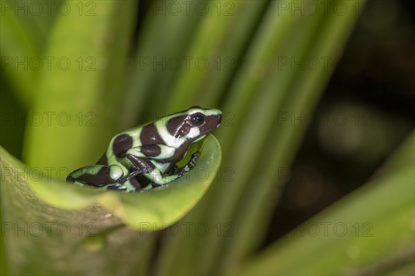 Green and black poison dart frog