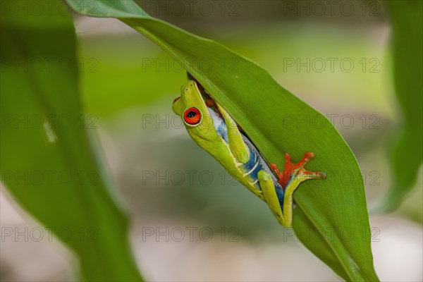 Red eyed tree frog