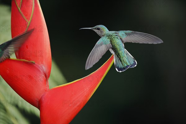 White necked jacobin