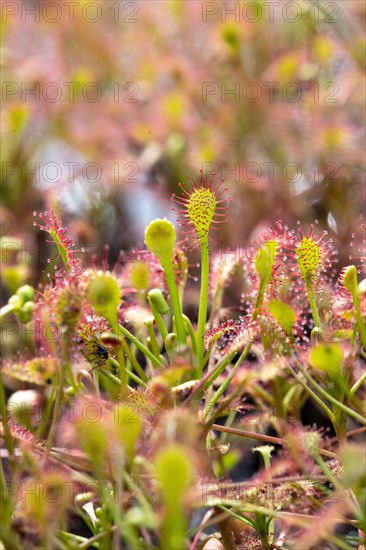 Oblong leaved sundew