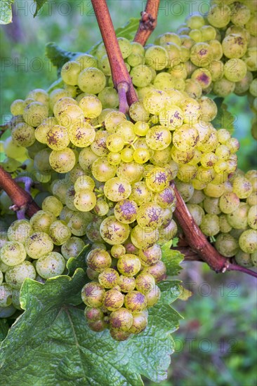 Grapes