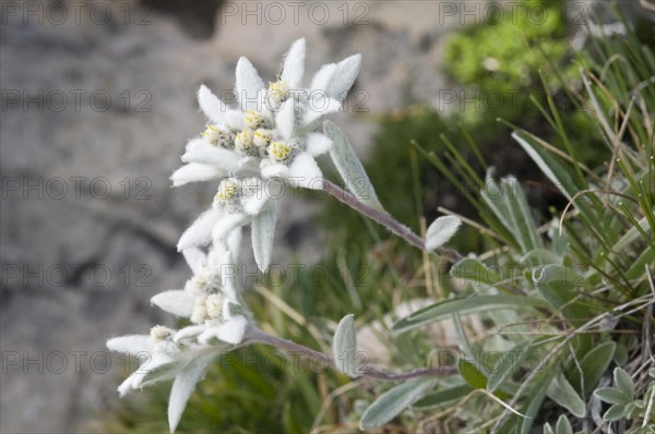 Alpine edelweiss