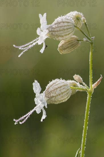 Bladder campion