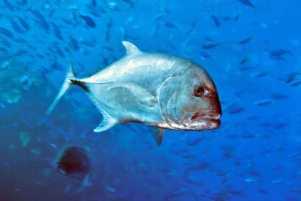 Giant trevally