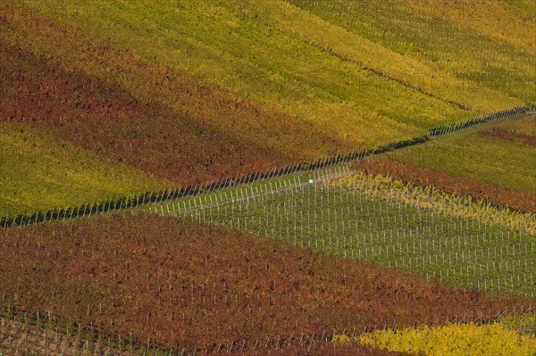 Autumn-coloured vineyards