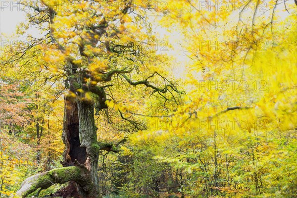 Chimney oak