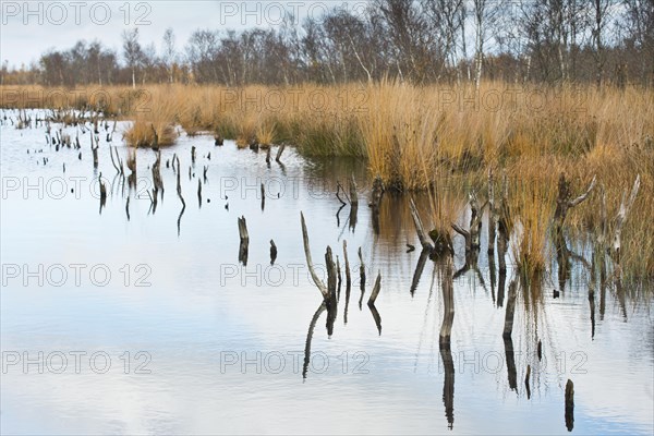 Autumn moorland