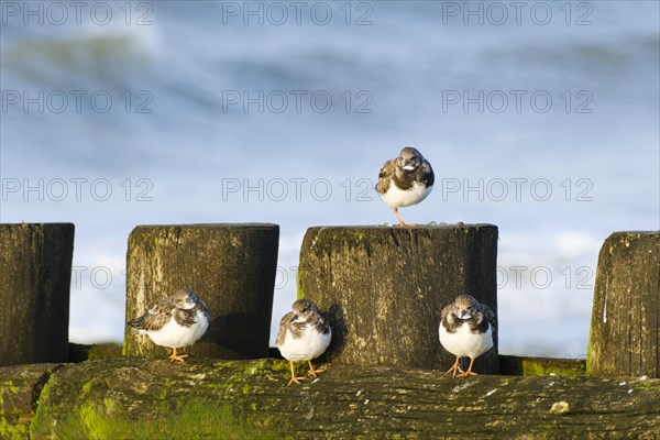 Ruddy turnstone