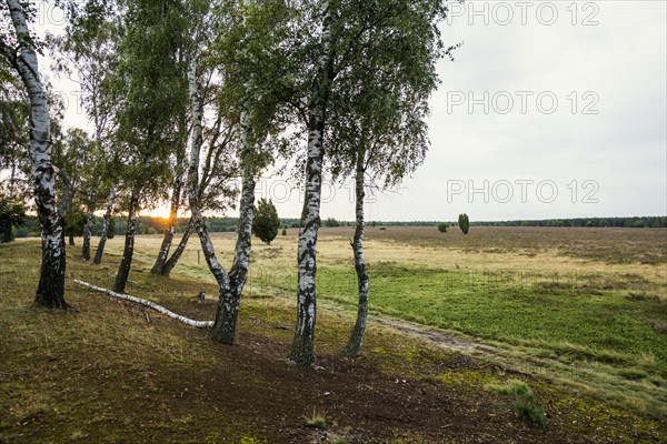 Flowering heath and birch trees