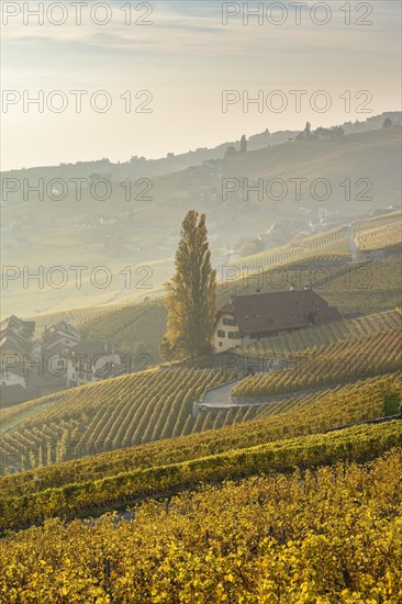 Vineyards in autumn near Epesses