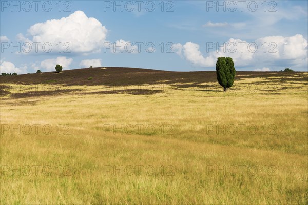 Flowering heath and juniper