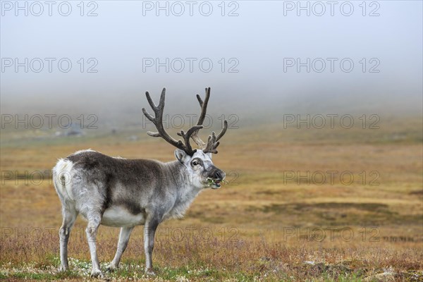 Svalbard Reindeer