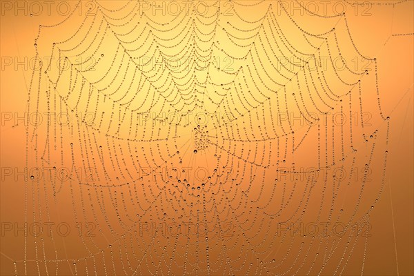 Spider's web with morning dew