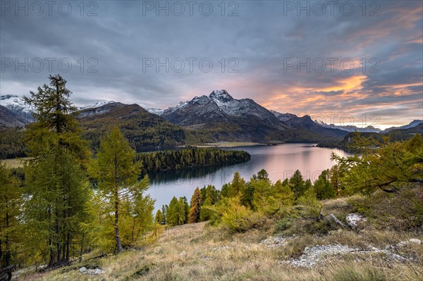 Autumn larch forest in the evening mood