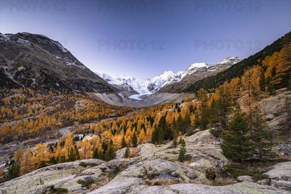 Autumn larch forest in front of Morteratsch glacier