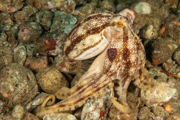 Highly venomous ocellatus octopus