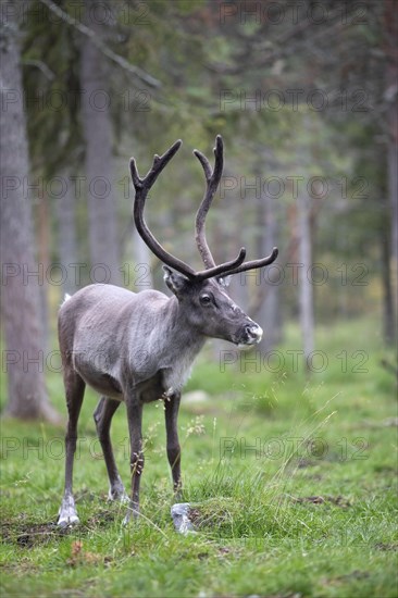 Reindeer