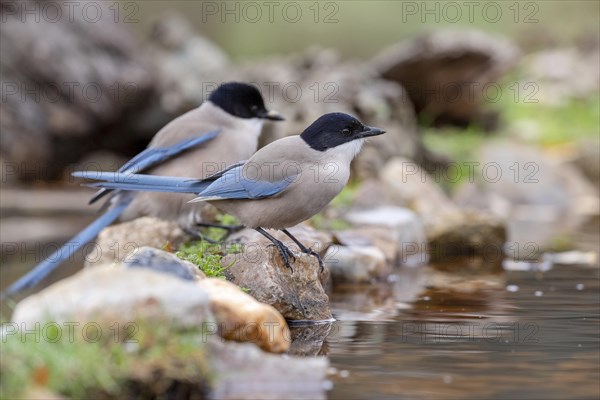Azure-winged magpies