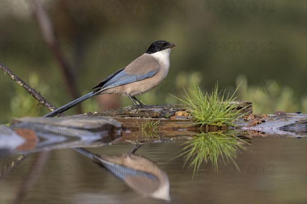 Azure-winged magpie