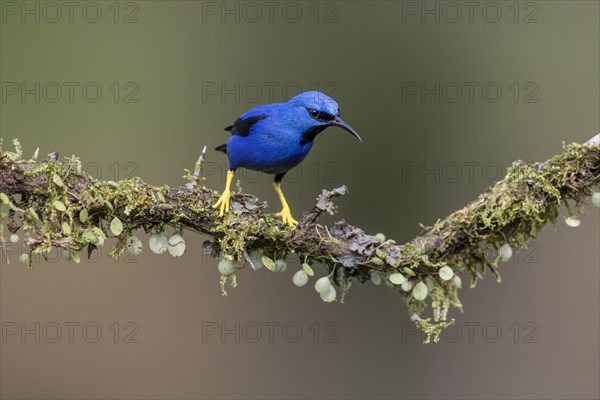 Shining honeycreeper