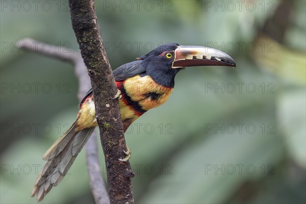 Collared aracari