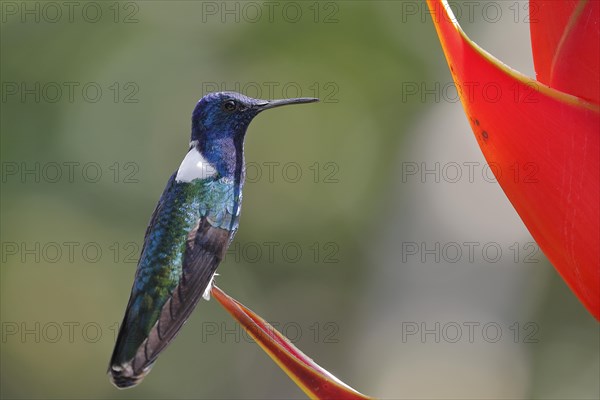 White necked jacobin